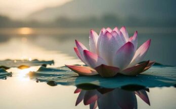 The Philosophy of Yoga: Essential Concepts for Beginners